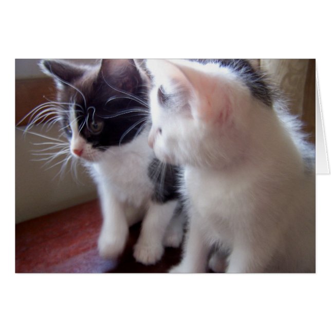 Cartão gatinhos do bebê (Frente Horizontal)