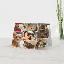 Cartão Gatinhos do Condado de Johnston