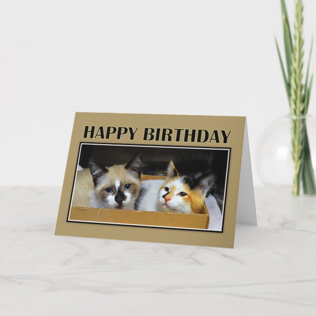 Cartão Gatinhos em um feliz aniversario da caixa (Frente)