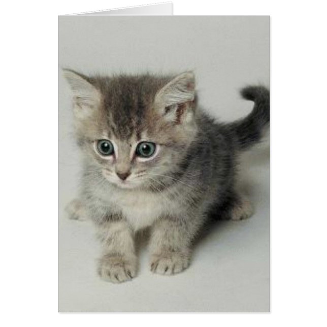 CARTÃO GATO (Frente)