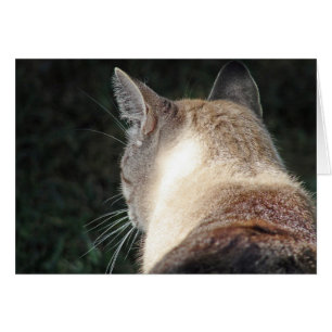 Cartão Gato