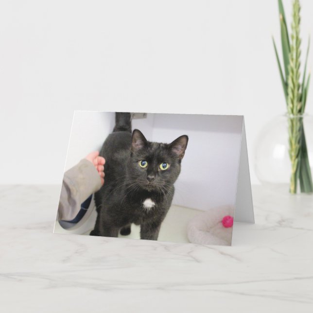 Cartão Gato (Frente)