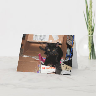 Cartão Gato