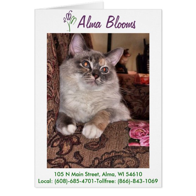 Cartão Gato 3 (Frente)