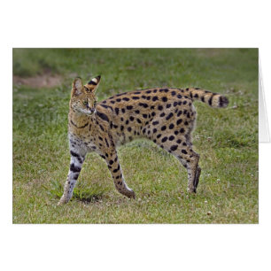 Cartão Gato africano selvagem do Serval