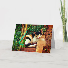 Cartão Gato Agradável