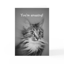 Gato Amazado Com Pescoço Ruff Feliz Aniversário