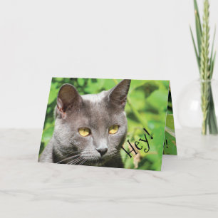 Cartão Gato ao sol