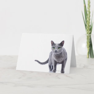 Cartão Gato Azul Russo