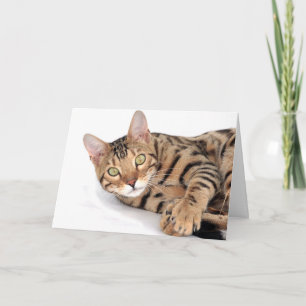 Cartão Gato Bengala deitado