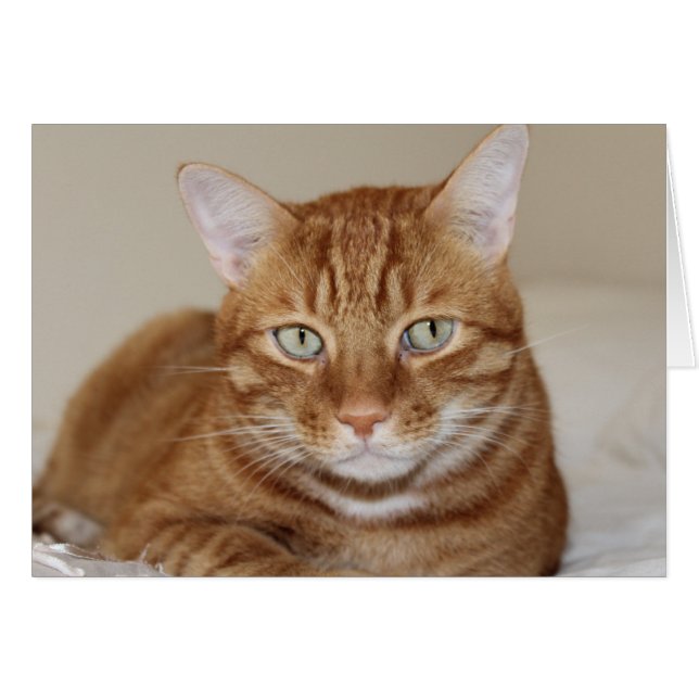 Cartão Gato bonito (Frente horizontal)