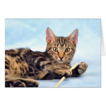 Gato bonito brincando