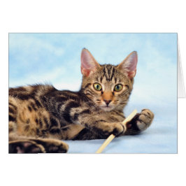 Cartão Gato bonito brincando