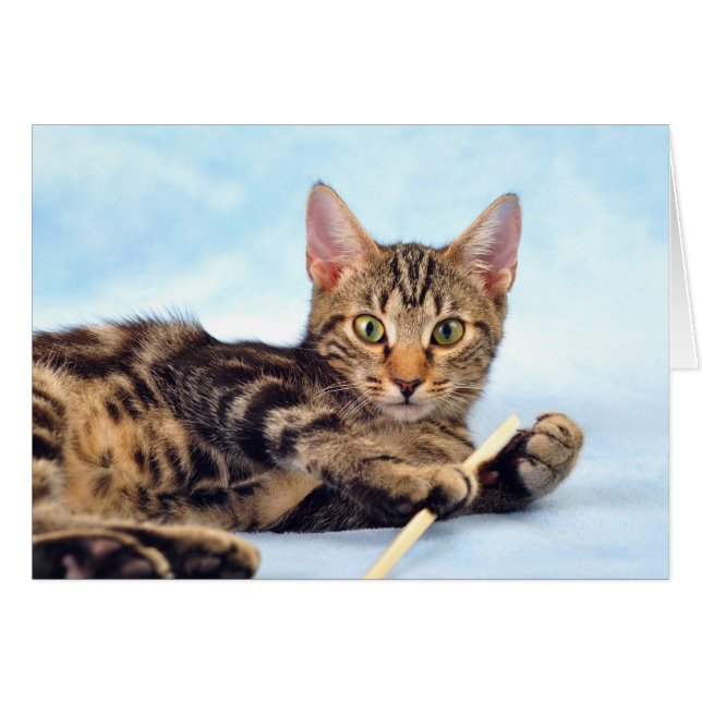 Cartão Gato bonito brincando (Frente Horizontal)