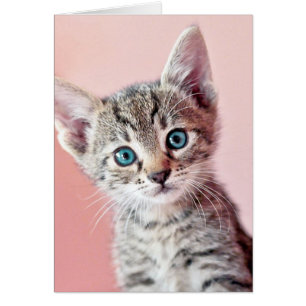 Cartão Gato bonito com olhos azuis.