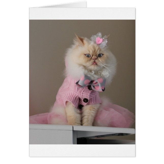 Cartão Gato bonito no Suor Rosa (Frente)