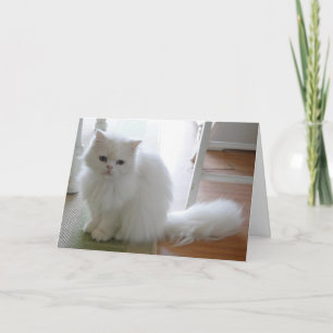 Cartão Gato Branco: Aniversário Puro