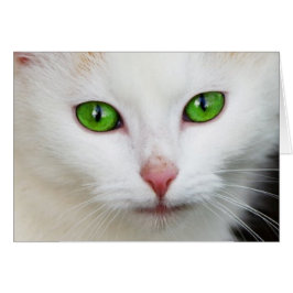 Cartão Gato Branco c/Olhos Verdes