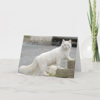 Cartão Gato branco com feliz aniversario