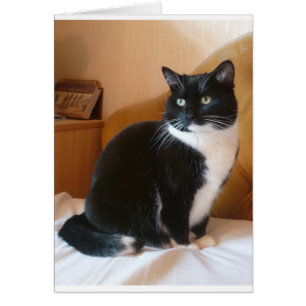 Cartão Gato branco e preto na cama