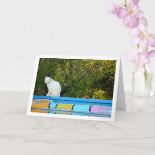 Cartão Gato Branco na Piscina Nadadora