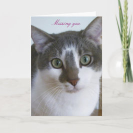 Cartão Gato cinza e branco bonito