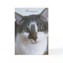 Gato cinza e branco bonito