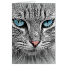 Gato Cinza Longo Cabelo Olhos Azuis Verdes Pet Ani