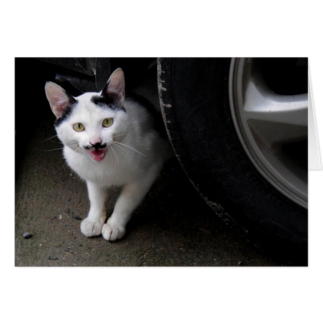 Cartão Gato com bigode (Frente Horizontal)