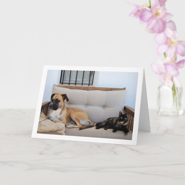 Cartão Gato com Cachorro no Bench (Orquídea)