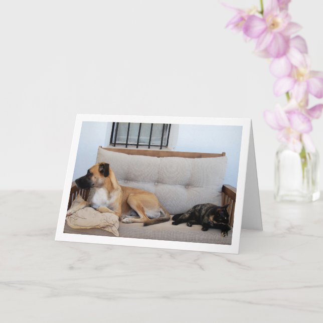 Cartão Gato com Cachorro no Bench (Orquídea)