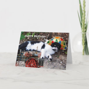 Cartão GATO COM HARLEQUIN HAT Feliz Aniversário