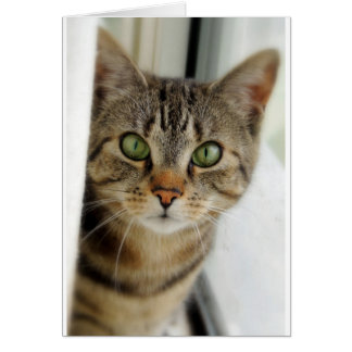 Cartão gato curioso