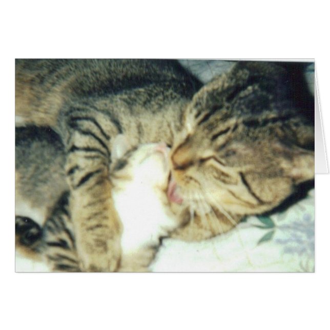 Cartão Gato da papá e seu gatinho (Frente Horizontal)