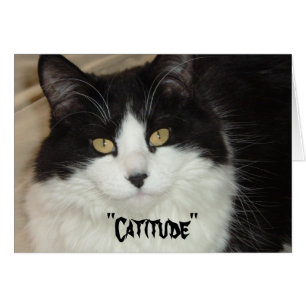Cartão Gato de agradecimento com atitude