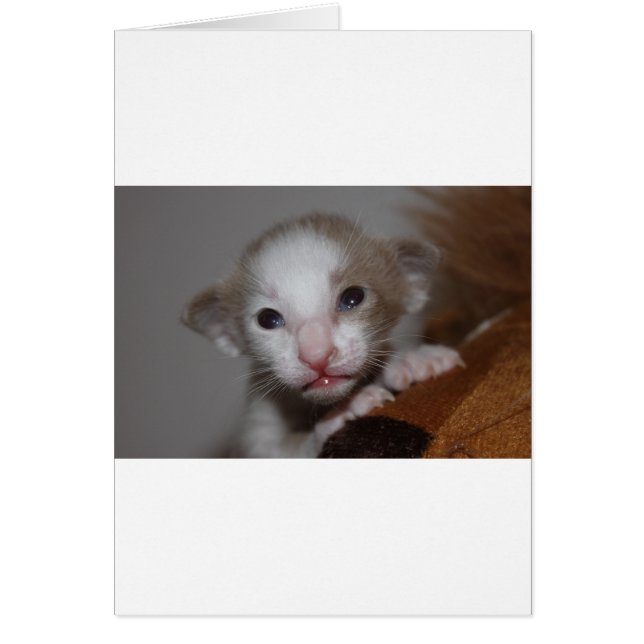 Cartão Gato de bebê ridiculamente fofo (Frente)