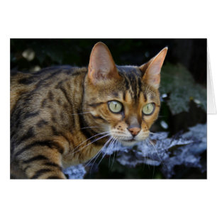 Cartão Gato de Bengala