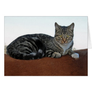 Cartão Gato de Celeiro no Cavalo