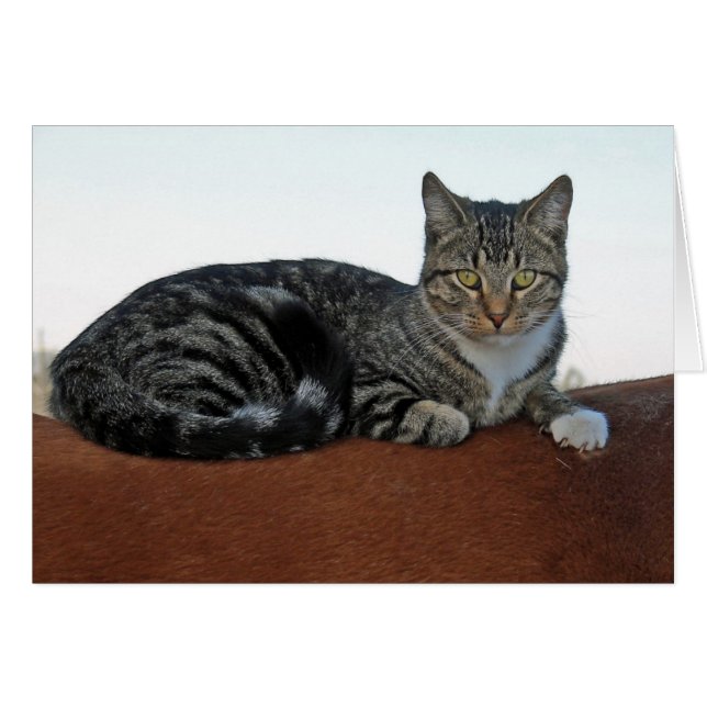 Cartão Gato de Celeiro no Cavalo (Frente Horizontal)