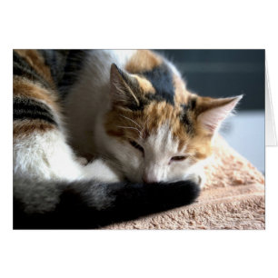 Cartão Gato de chita do sono