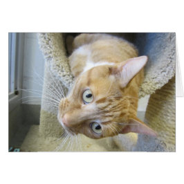 Cartão Gato de Comprimido Branco e Laranja