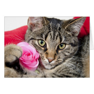 Cartão Gato De Comprimido Cortado Com Rosa