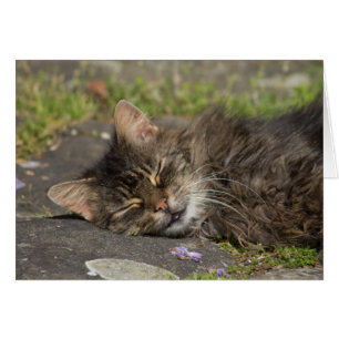 Cartão Gato de dormir