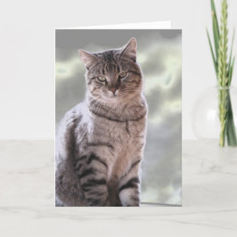Cartão Gato de Ephraim