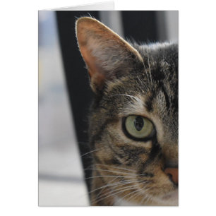 Cartão Gato de gato malhado