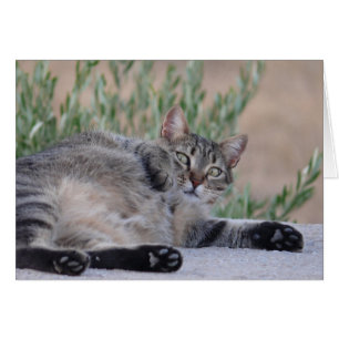 Cartão Gato de gato malhado