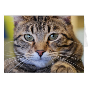 Cartão Gato de gato malhado Verde-Eyed sério