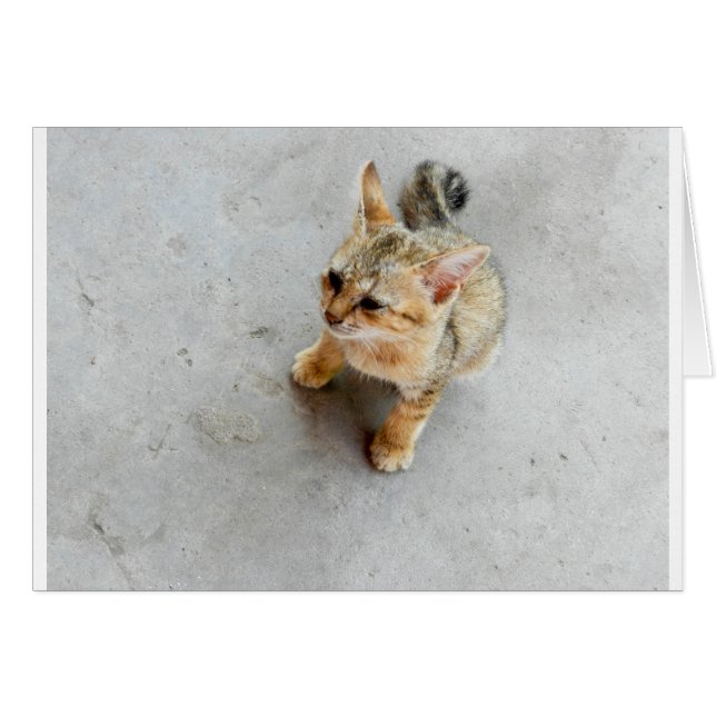 Cartão Gato de gato selvagem (Frente Horizontal)