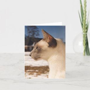Cartão Gato de Neve - Perfil de Ponto Azul Siamês