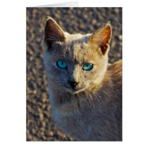 Cartão Gato de olhos azuis